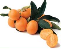 kumquat