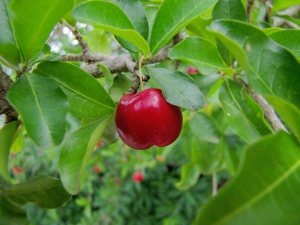 acerola