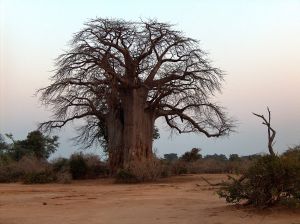 baobab