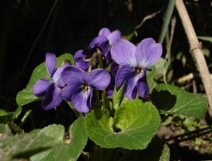 viola-1376508