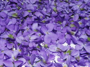violets-1336243