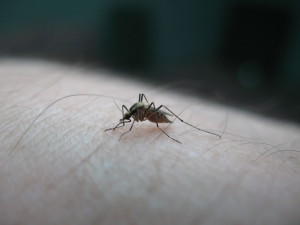 mosquito-on-my-hand-1385575