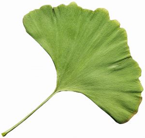 gingko_biloba