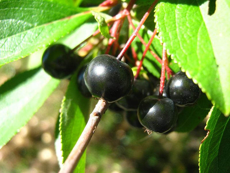 aronia