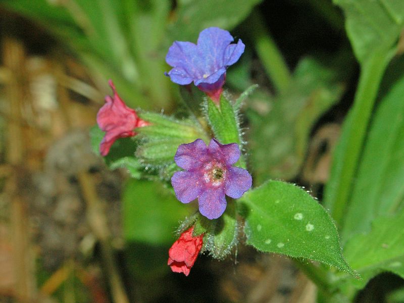 800px-Boraginaceae_-_Pulmonaria_officinalis-4